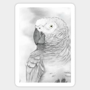 Grey parrot congo african bird watercolor portrait painting timneh Sticker